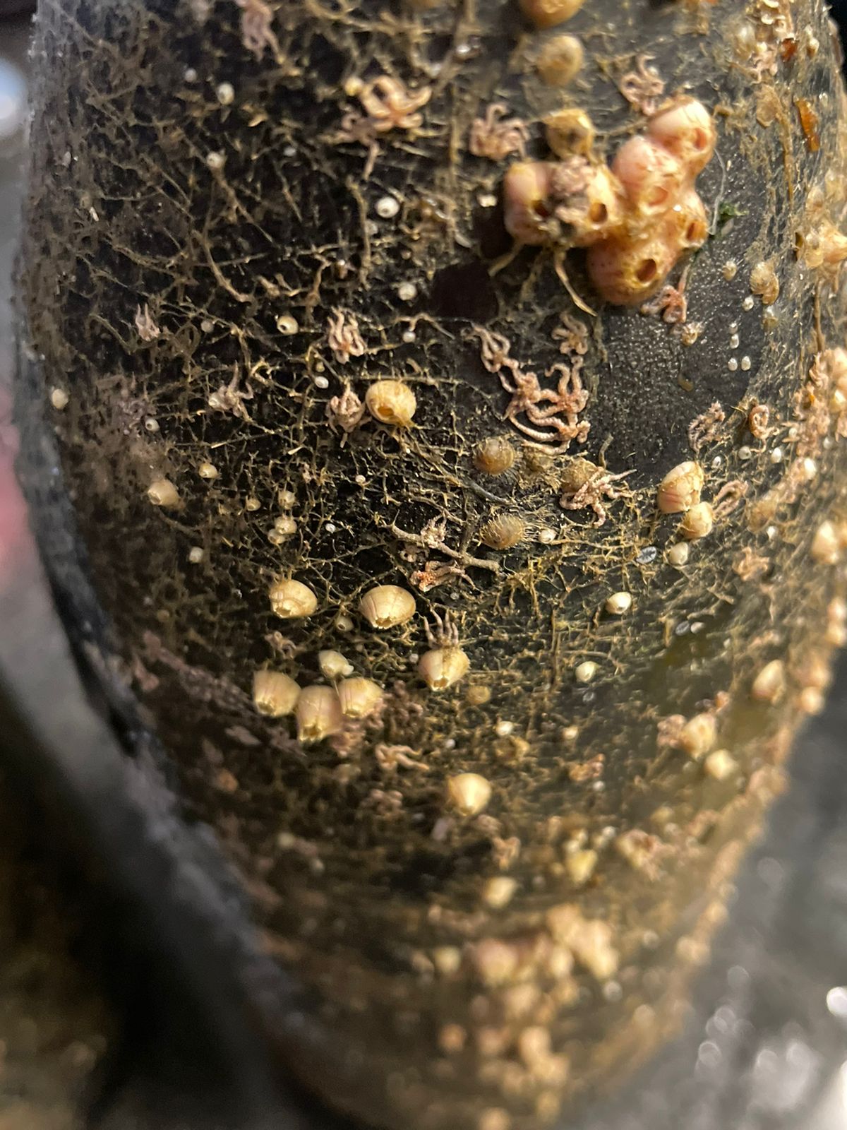 Detalle de conchas incrustadas en la botella