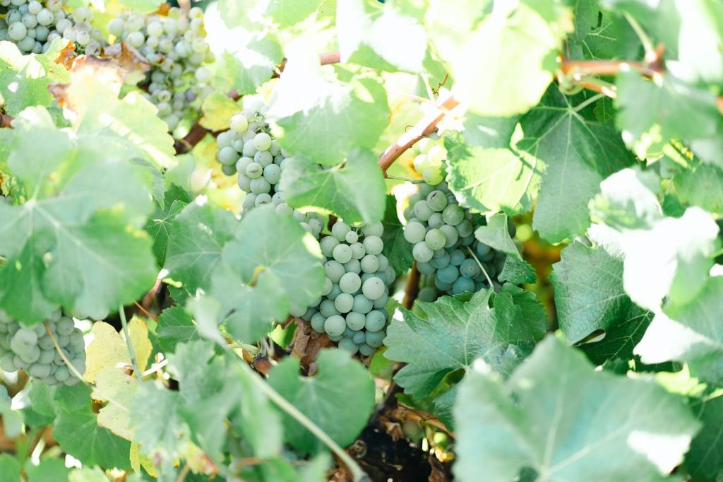 Uva Semillón