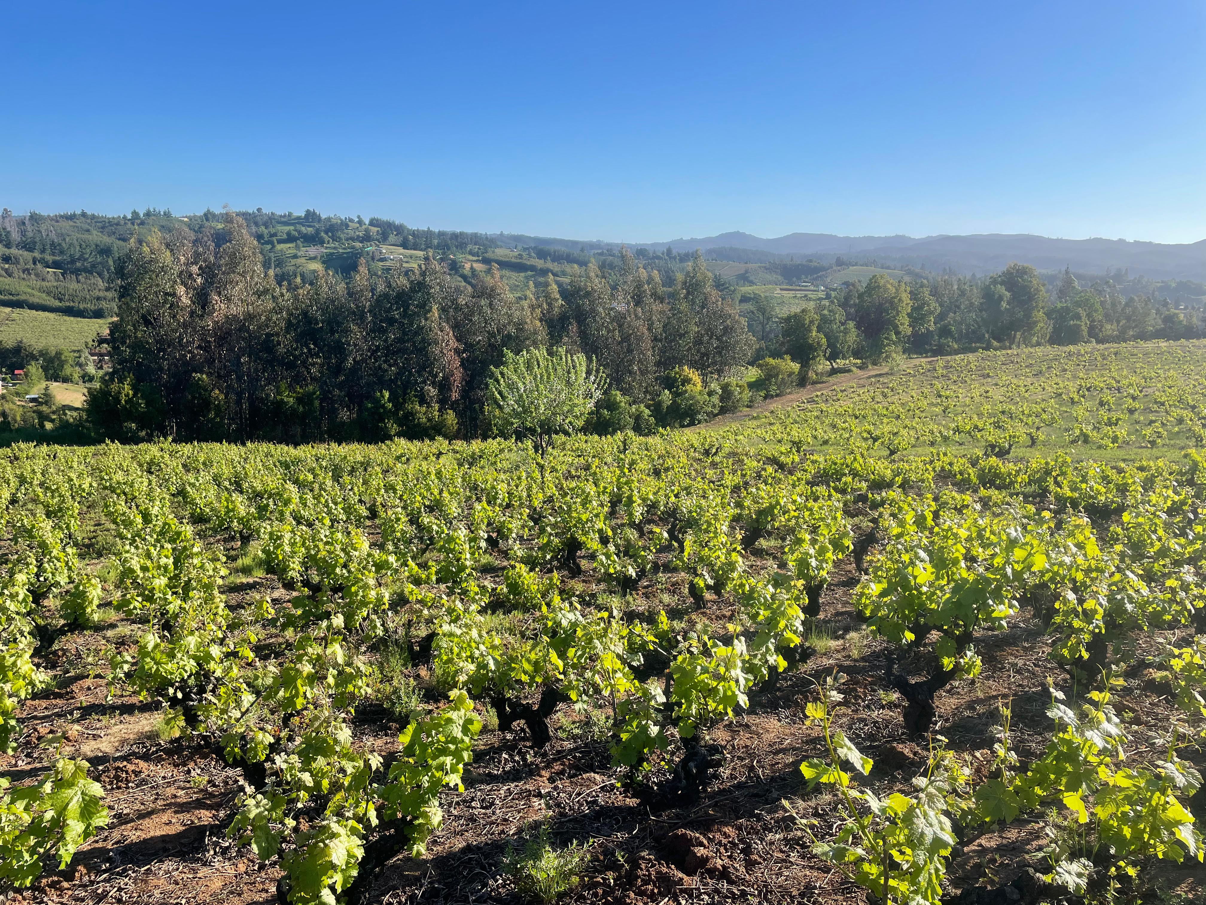 Viñedos del Valle del Itata