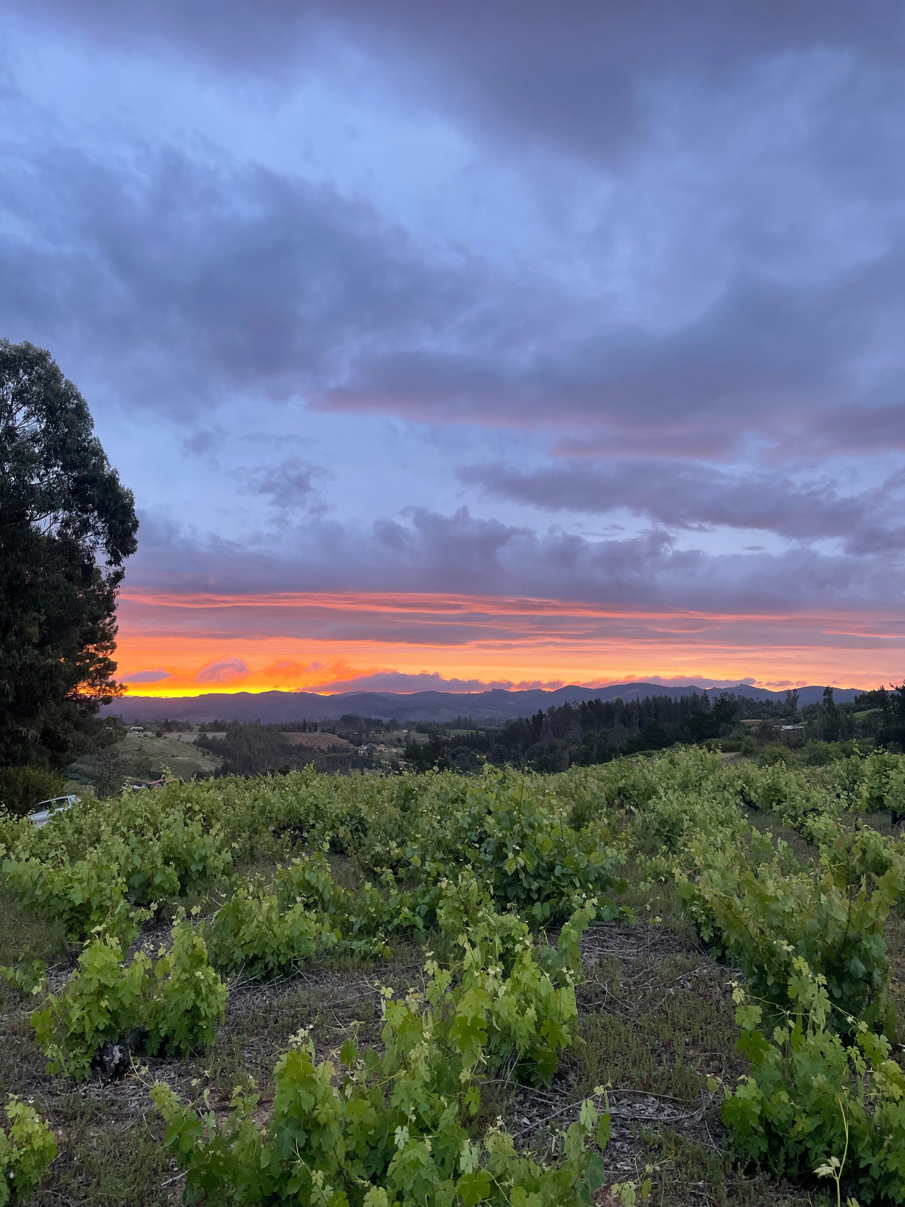 Viñedo del Itata al atardecer
